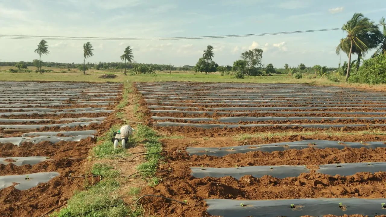 3.10 Acre Plot for Sale in Koovathur, Kuvathur