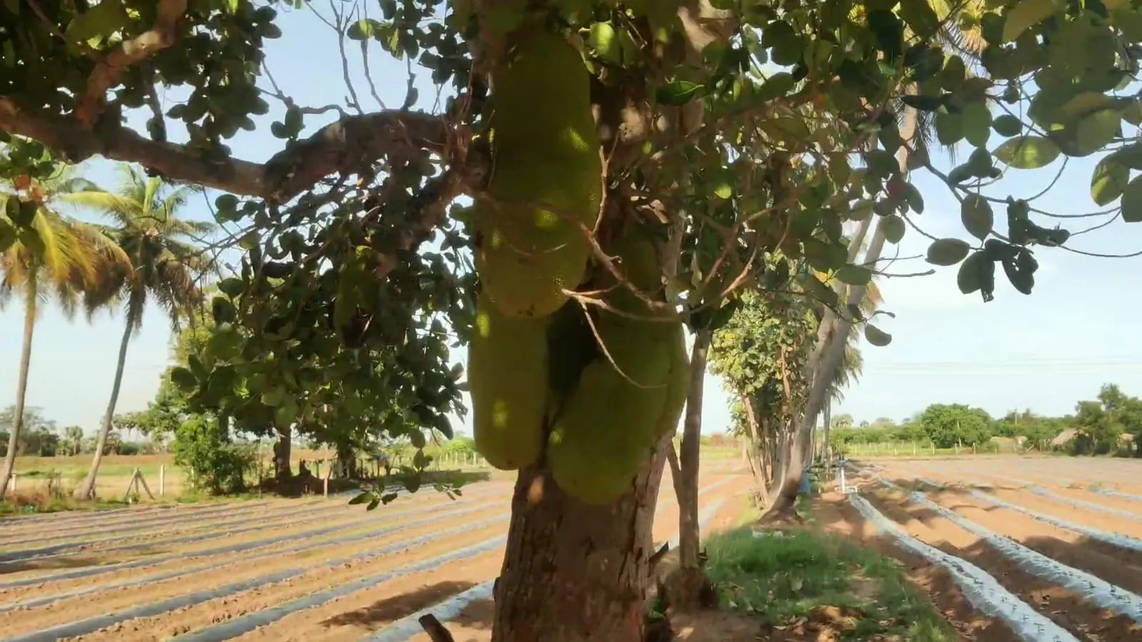 2.40 Acre Agricultural Land for Sale in Koovathur, Kuvathur