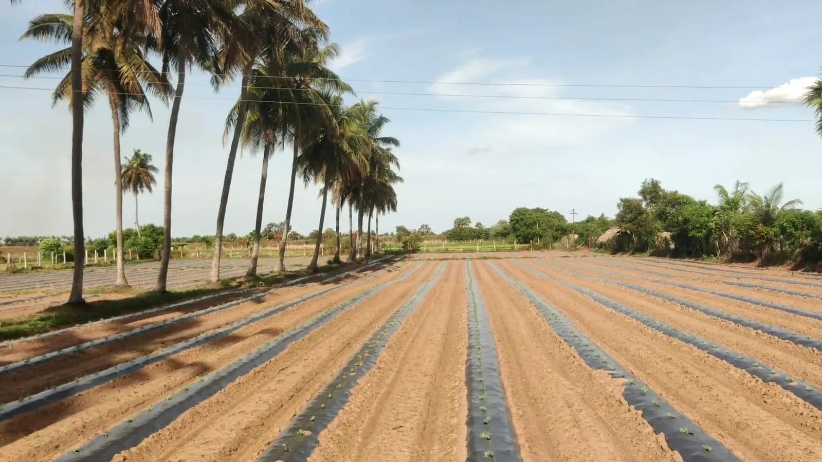 2.40 Acre Agricultural Land for Sale in Koovathur, Kuvathur