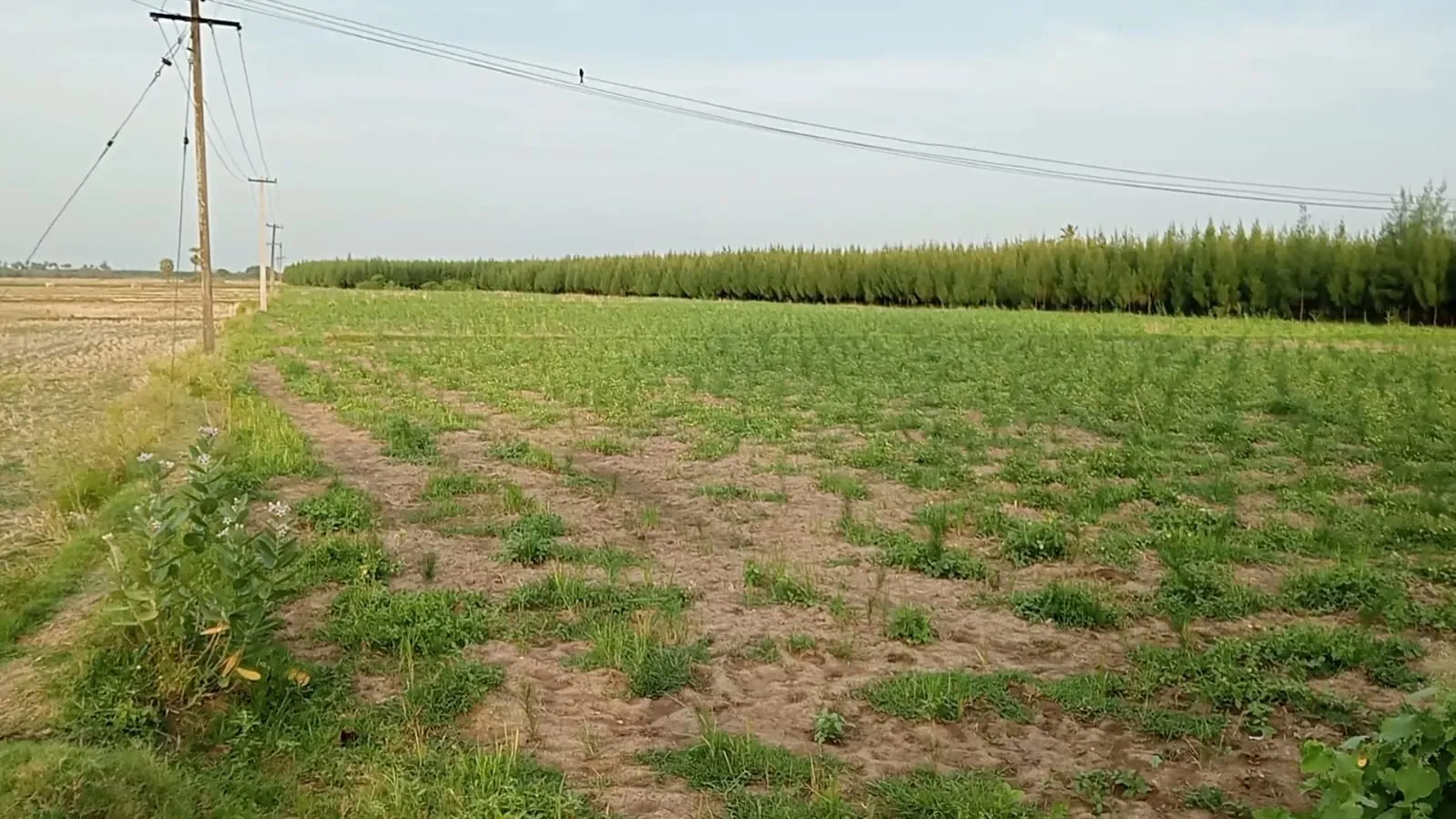 2.70 Acres Land for Sale in Cheyyur, Melmaruvathur