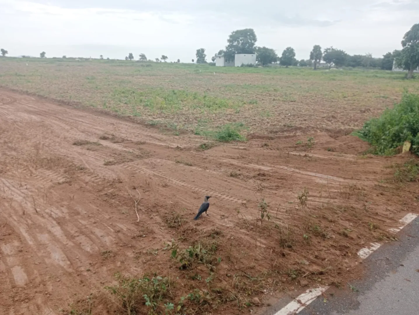 10000 Sqft Plot for Sale in ANNAICUT, Pappanadu