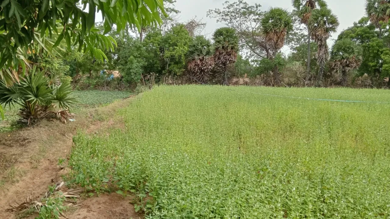 7.80 Acres Farm Land near Padaalam, Senthamangalam for Sale