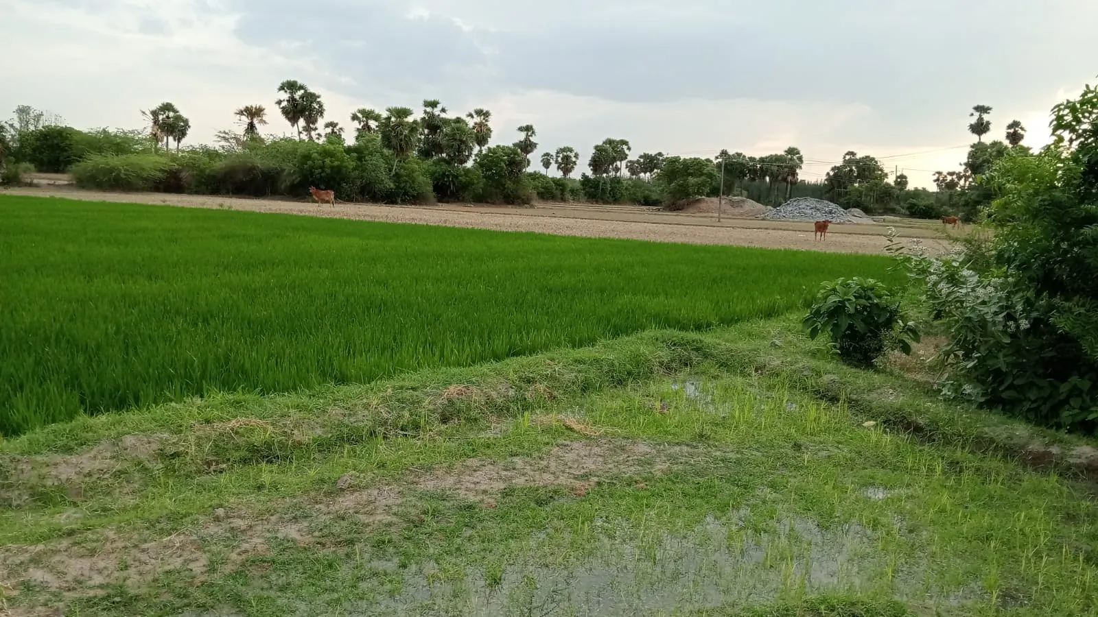 4.25 Acres Agricultural Land near Anandhamangalam, Thozhupedu for Sale