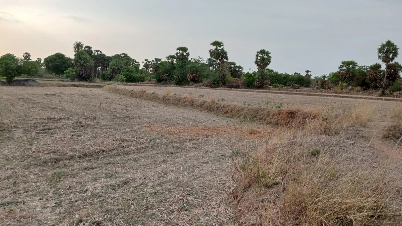 4.25 Acres Agricultural Land near Anandhamangalam, Thozhupedu for Sale