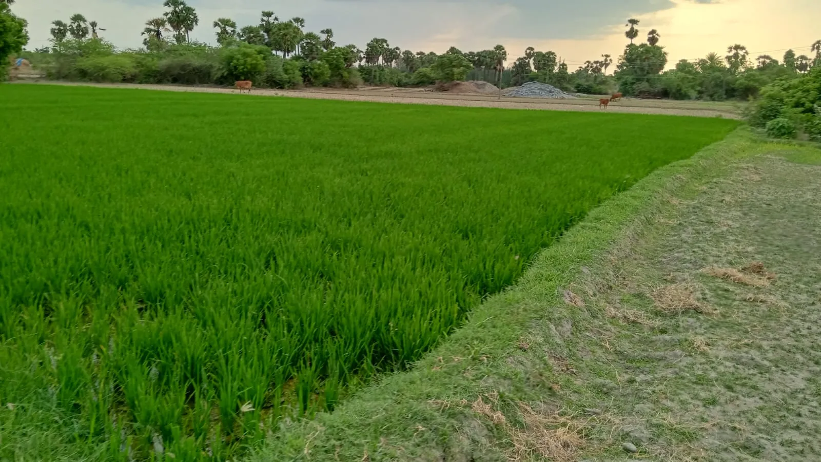 4.25 Acres Agricultural Land near Anandhamangalam, Thozhupedu for Sale