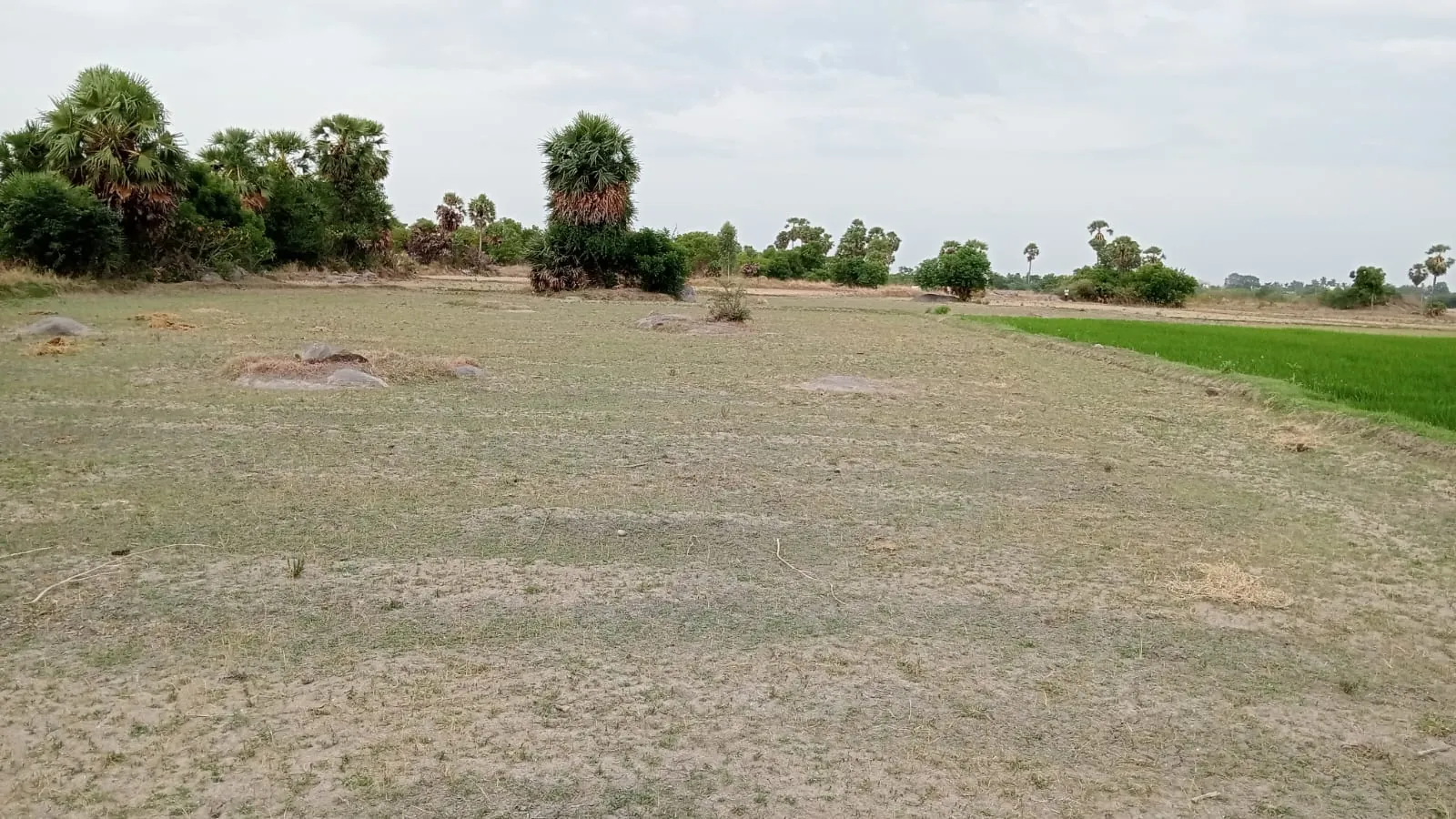 4.25 Acres Agricultural Land near Anandhamangalam, Thozhupedu for Sale