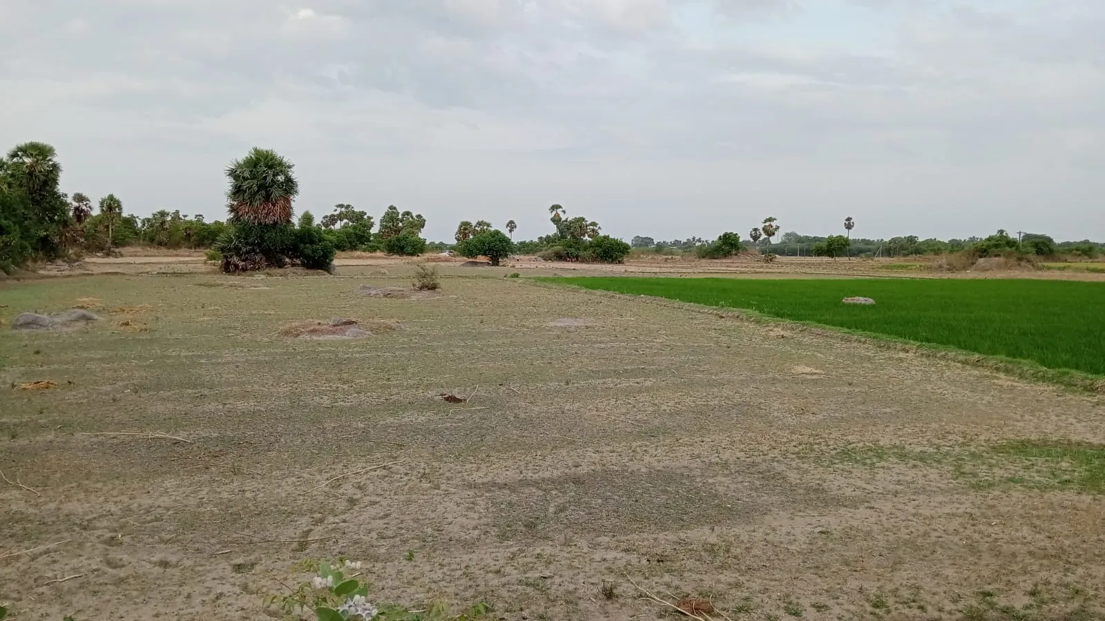 4.25 Acres Agricultural Land near Anandhamangalam, Thozhupedu for Sale