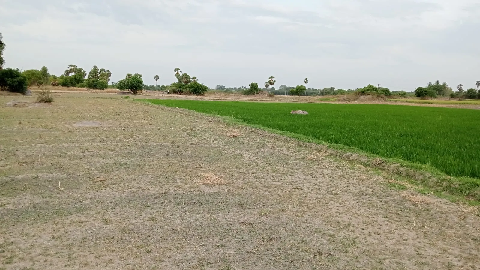 4.25 Acres Agricultural Land near Anandhamangalam, Thozhupedu for Sale