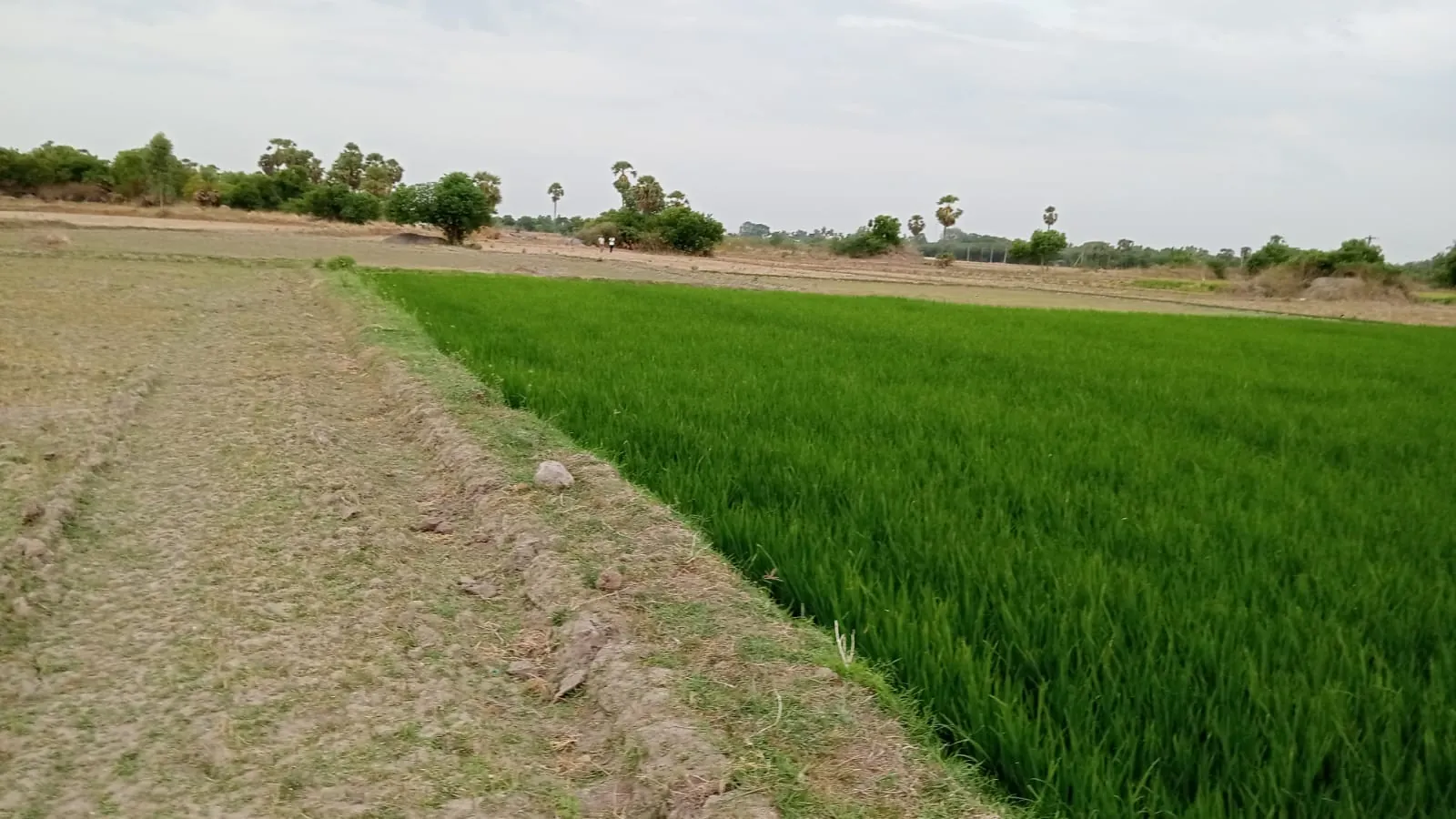 4.25 Acres Agricultural Land near Anandhamangalam, Thozhupedu for Sale