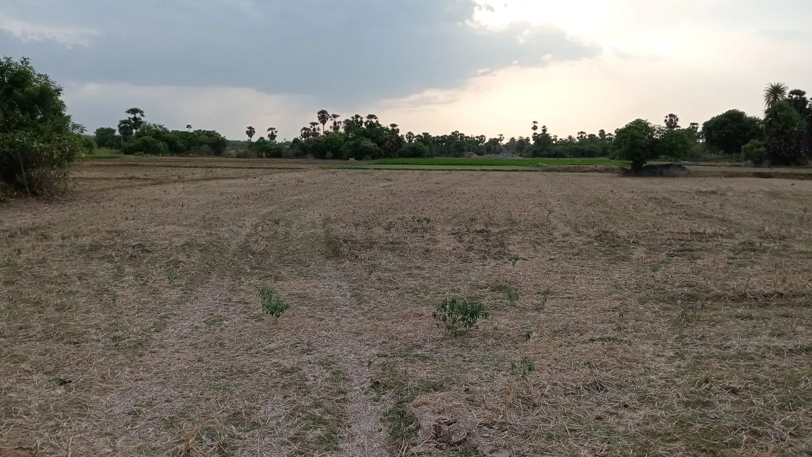 4.25 Acres Agricultural Land near Anandhamangalam, Thozhupedu for Sale
