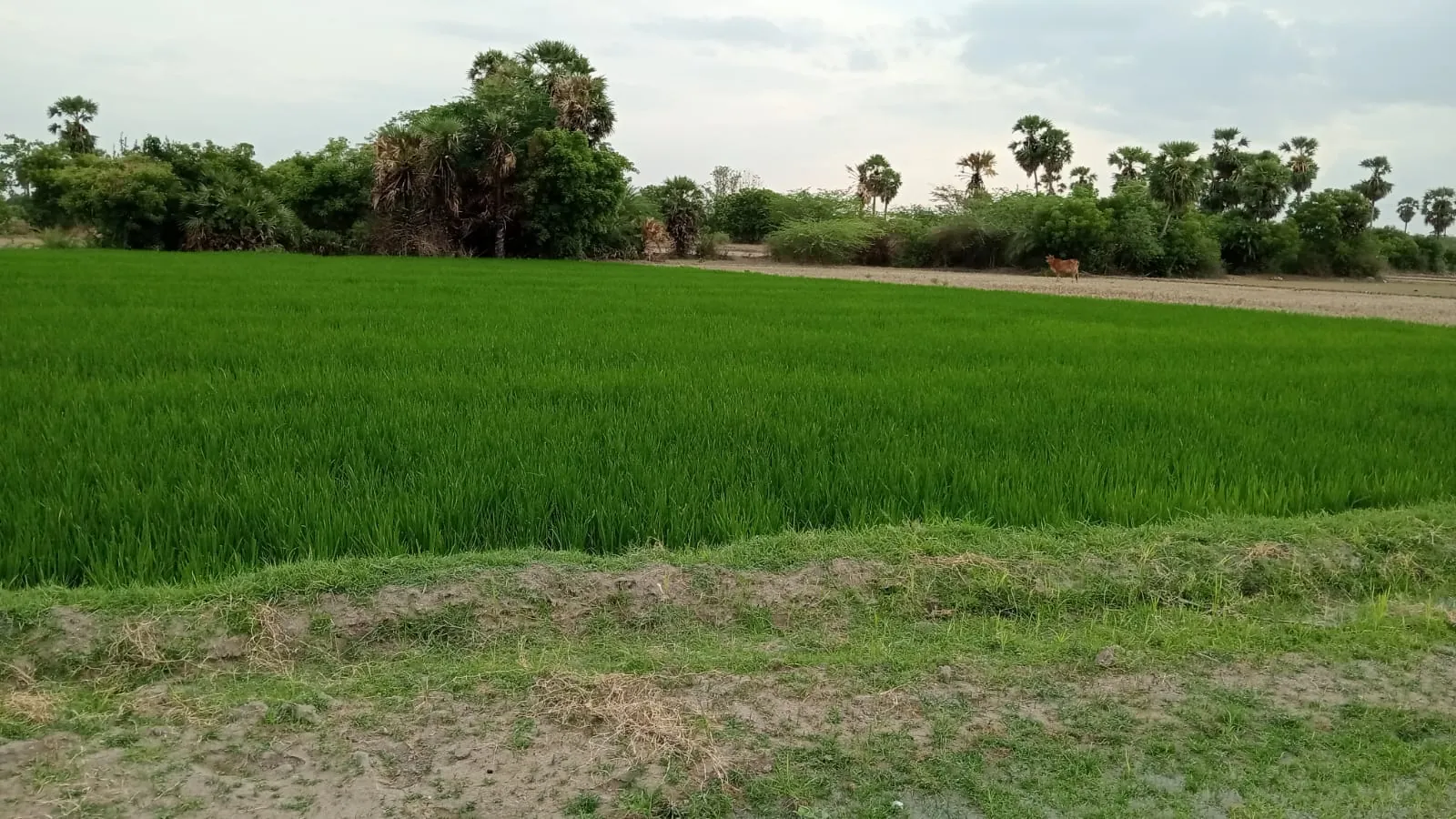 4.25 Acres Agricultural Land near Anandhamangalam, Thozhupedu for Sale